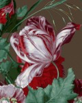 Elegancki tulipan
